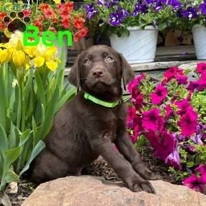 Ben, Chocolate Labrador Retriever Puppy